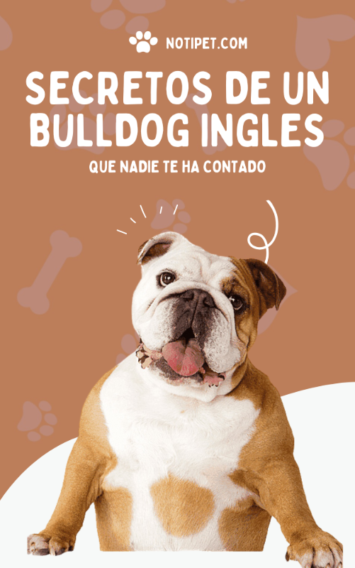 portada ebook bulldog ingles