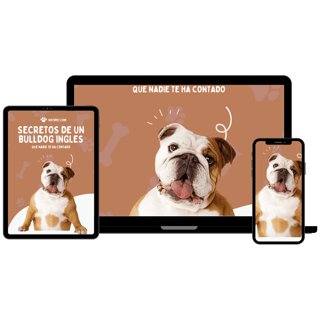 secretos bulldog ingles