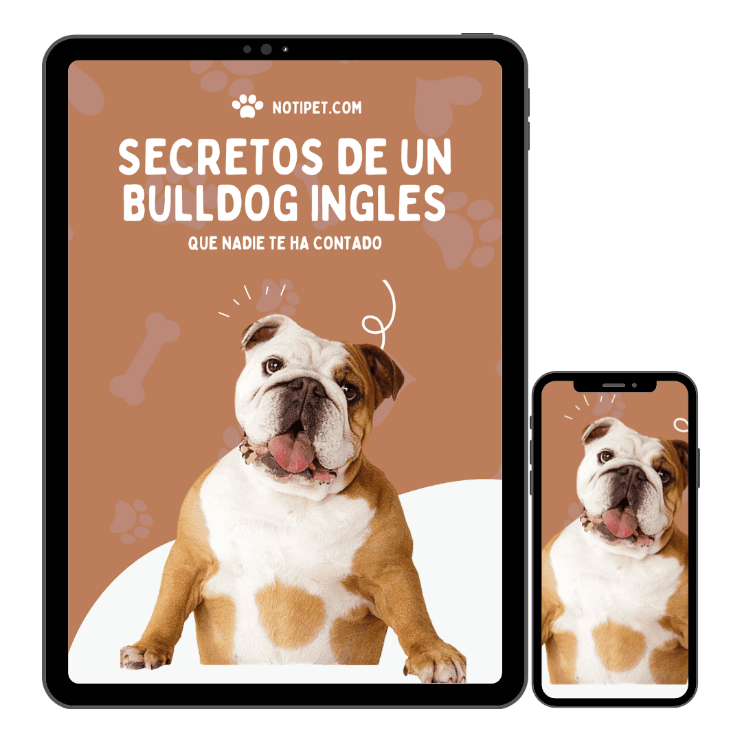 secretos bulldog ingles